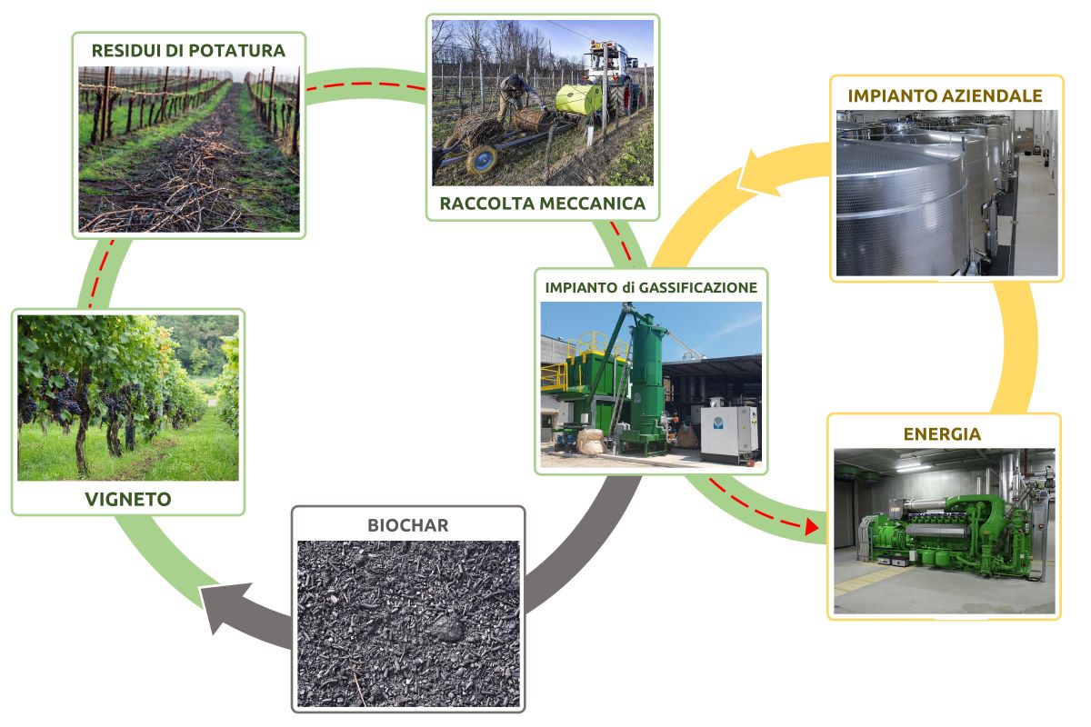 Schema semplificato dell'approccio circolare di valorizzazione dei residui di potatura nelle aziende vitivinicole